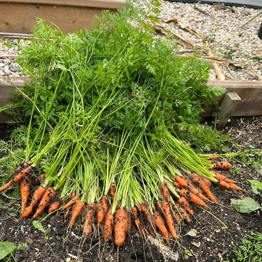 Why do carrots go moldy so quickly? 